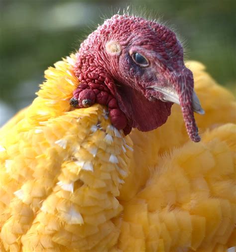 Colorful turkey's at Gozzi's Turkey Farm in Guilford
