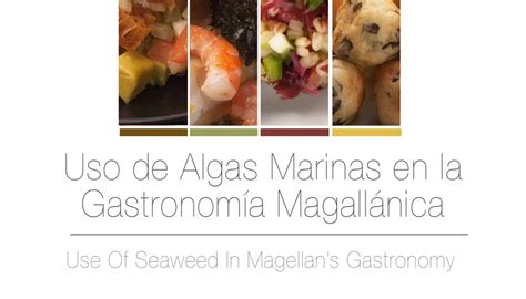Envío gratis desde $ 299. Uso de Algas Marinas en la Gastronomía Magallánica | Libro ...