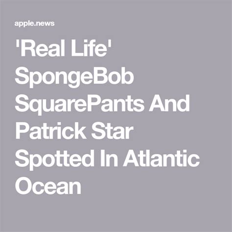 Real Life Spongebob Squarepants And Patrick Star Spotted In Atlantic
