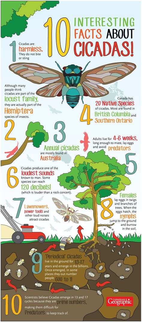 Infographic Cicadas To Emerge After 17 Years Underground Canadian