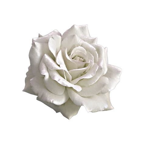 Aesthetic White Flowers Png Images Amashusho Imagesee