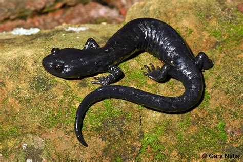 Salamander Japaneseclass Jp