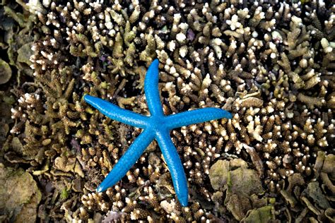 Blue Starfish On Underwater Corals During Low Tide · Free Stock Photo
