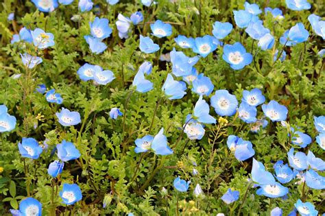 Carolina On My Mind Blue Wildflowers