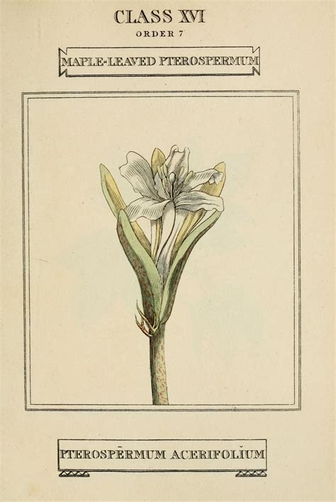 Floral Botany Botanical Flowers Botanical Prints Botanical Drawings