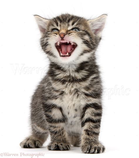 Cute Tabby Kitten Meowing Photo Wp36890