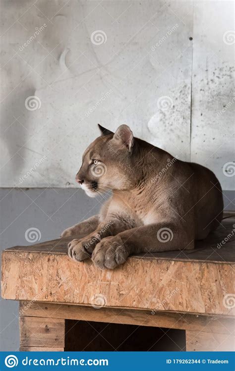 A Canadian Cougar Rests On His House In The Zoo The Profile Of The