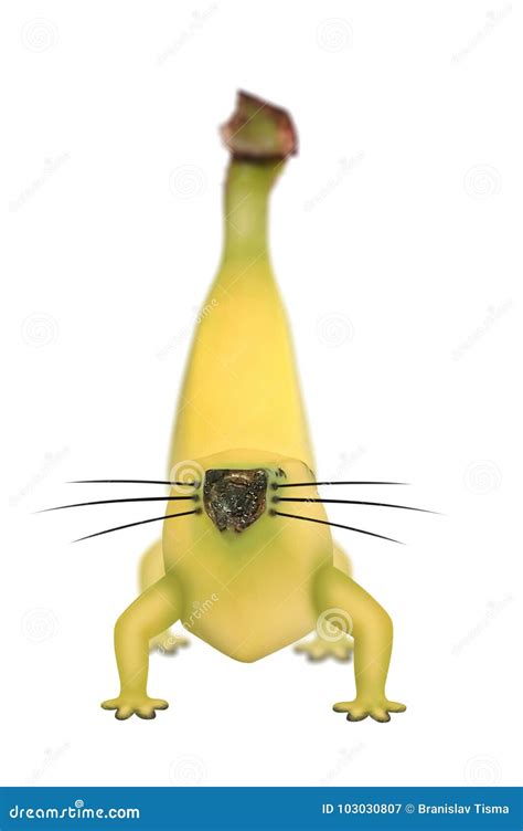 Genetically Modified Banana With Legs And Whiskers Stock Image Image
