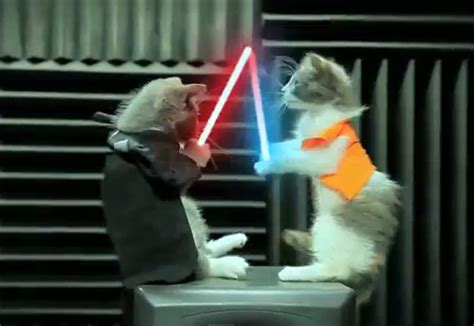 Jedi Cats In An Epic Battle Video
