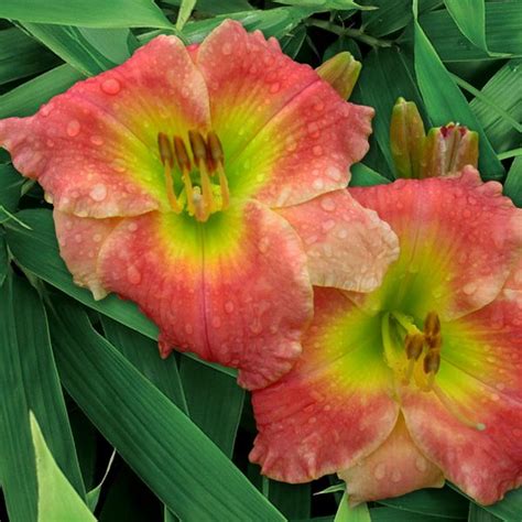 Bachelor Kisses Day Lilies Pink Blossom Soft Rose