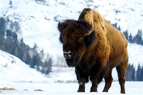 10 Animals You May Or May Not See In Yellowstone