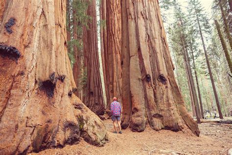 40 giant sequoia california redwood sequoiadendron giganteum etsy