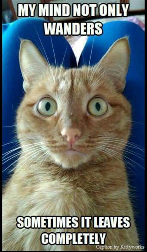 33 Funny And Hilarious Animal Memes That Will Make Anyone Have A Great