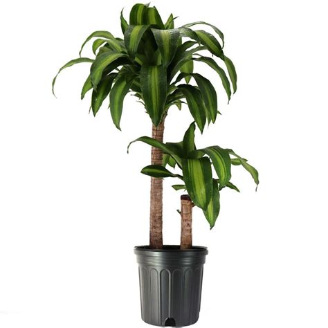 Dracaena Massangeana Live Corn Plant 10 Potlarge Indoor House Plant