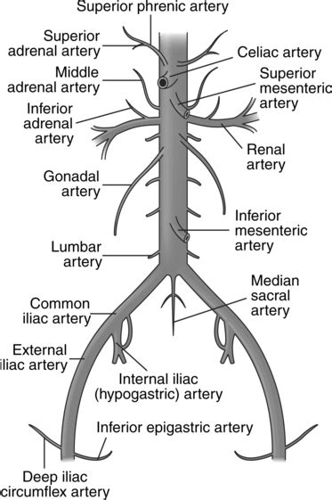 Visceral Angiography Radiology Key