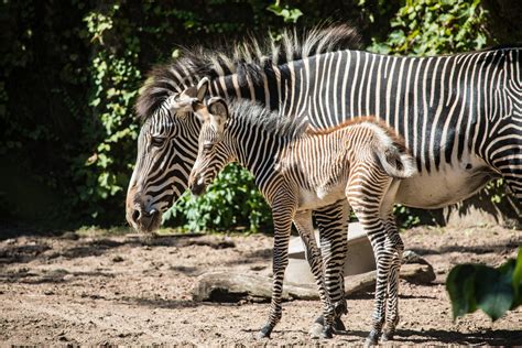 A Baby Zebra With Brown Stripes Was Born At Lincoln Park Zoo