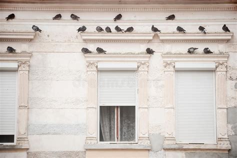 Pigeons On A Building Stock Image Image Of Brick Roof 14353573