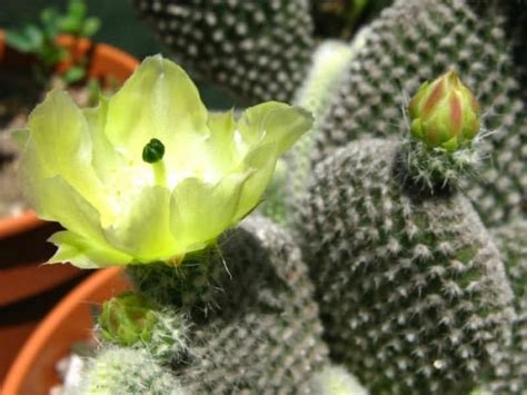 There are still 13 cacti in this cluster; Opuntia microdasys var. albispina (Angel Wings) | World of ...