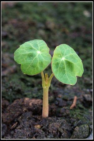 How To Grow Nasturtiums Steps With Pictures Artofit