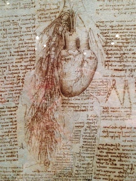 Leonardo Da Vinci Anatomical Drawing Medical Illustration Da Vinci Inventions Medical Art