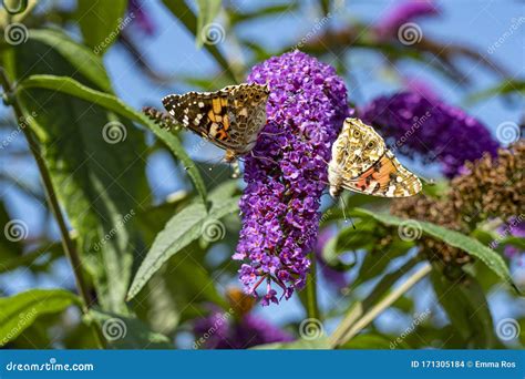 Two Butterflies Sit On Flower Stock Image 121674745