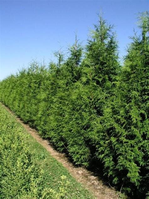 Narrow Evergreen Trees For Year Round Privacy In Small Yards