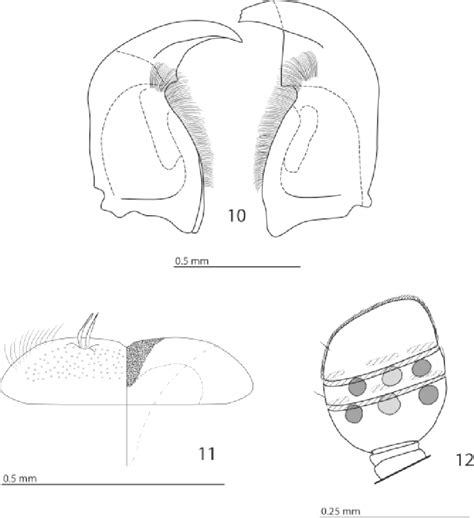 Mouthparts And Sensory Structures Of The Antenna Of Pilisaprinus Download Scientific Diagram