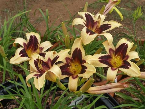All of coupon codes are verified and tested today! Photo of Daylily (Hemerocallis 'Wild Horses') uploaded by ...