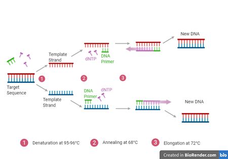 Pcr has transformed molecular biology through vastly. Define polymerase chain reaction (PCR). Demonstrate one ...