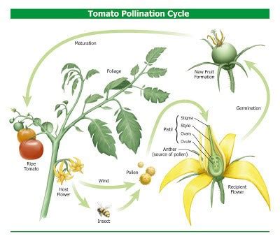 Pepper plants generally produce more flowers than they can produce fruit for anyway. Garden Crops that need Pollinators to Produce Harvests