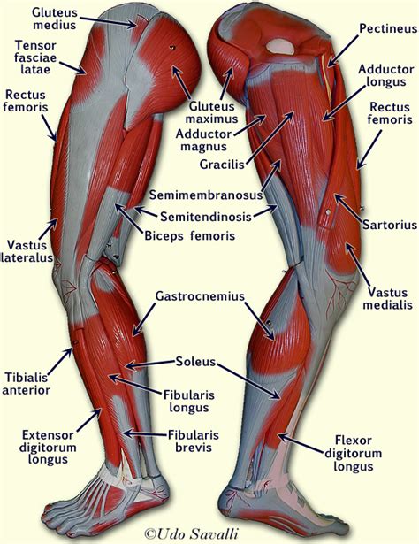 Leg Muscles Labeled