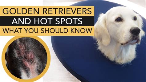 Golden Retrievers And Hot Spots What You Should Know Youtube