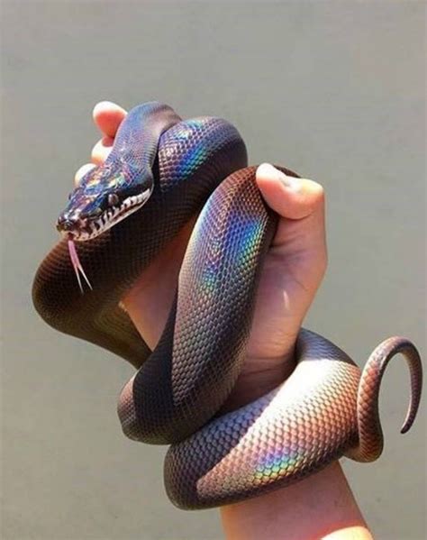 Worlds Most Beautiful Snake