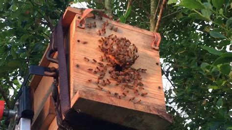 Honey Bee Hive Removed From Tree Youtube