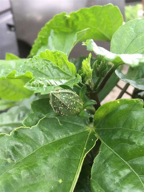Aphids On My Hibiscus Buds Again I Cant Win Also I Believe I Have