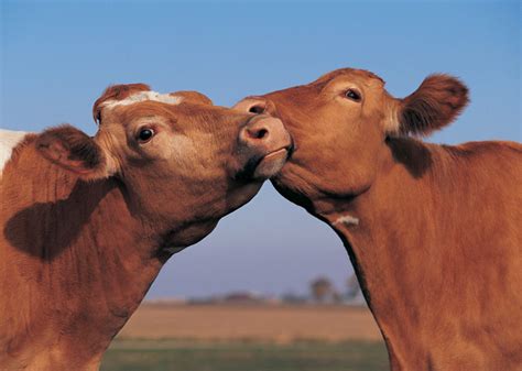 9 Animal Love Stories For Valentines Day