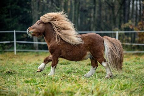 Ponies And Mini Horses 10 Adorable Photos To Brighten Your Day