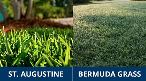 How To Effectively Get Rid Of Crabgrass In St Augustine Grass The