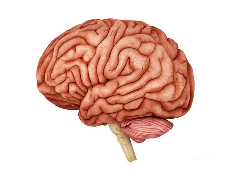 Anatomy Of Human Brain Side View Digital Art By Stocktrek Images