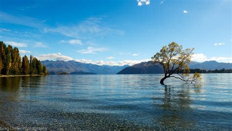 Nature Landscape Water Trees Lake Wanaka Mountains New Zealand