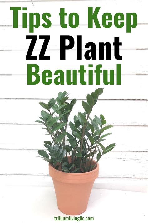 Zz Plant An Easy To Grow Houseplant Trillium Living Plants Zz