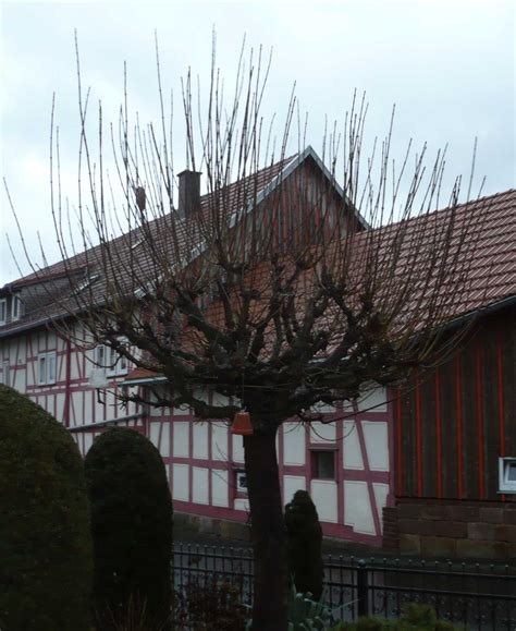 Kirschbaum richtig schneiden video anleitung kirsche zurückschneiden wann zeitpunkt wie youtube. Kugelahorn zurück schneiden | wer-weiss-was.de