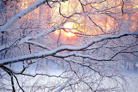 Snow Covered Tree Branches At Sunset Snow Covered Trees Sunset Tree