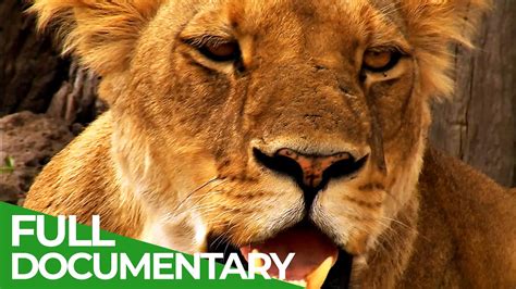 The Last Lion Of The Liuwa Plain Free Documentary Nature Youtube