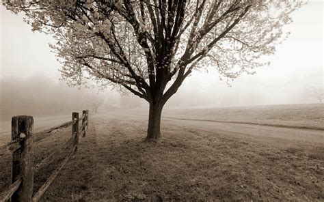 Hd Black White Sepia Trees Fog Mist Autumn Fall Fence Roads Path Trail