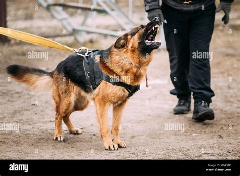 23 Police Dog Black Forest German Shepherd L2sanpiero