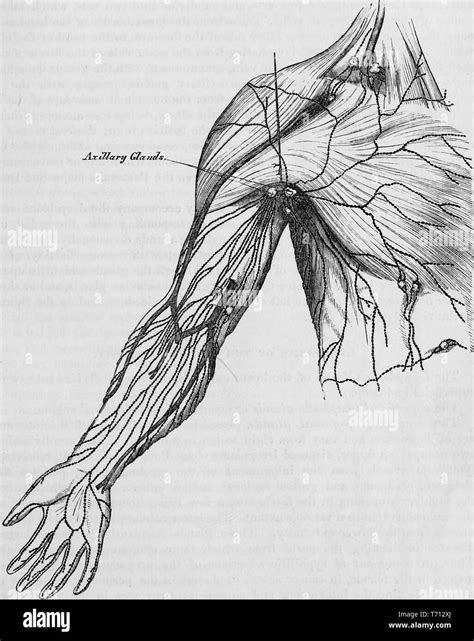 Anatomy Of The Armpit
