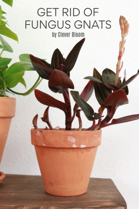 Fungus gnats are perhaps one of the most common houseplant pests. Get Rid Of Fungus Gnats | Kakteen und sukkulenten ...