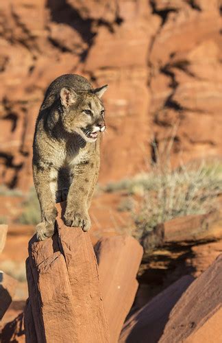 Mountain Lion Moab Utah Raddox Flickr