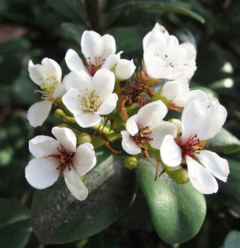 The Best Flowering Shrubs And Bushes For The Eastern And